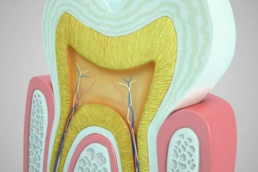 Türk Endodonti Derneği 12. Uluslararası Kongresi'nde Kurslar İçin Kayıtlar Başladı!